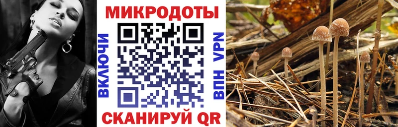 MEGA зеркало  Невинномысск  Псилоцибиновые грибы Psilocybe 